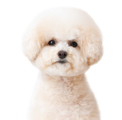 pet
